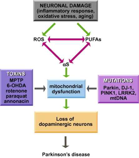 A hypothetical model linking alpha-synuclein, oxidation, lipids and mitochondria to the degeneration of dopaminergic neurons and Parkinson’s disease