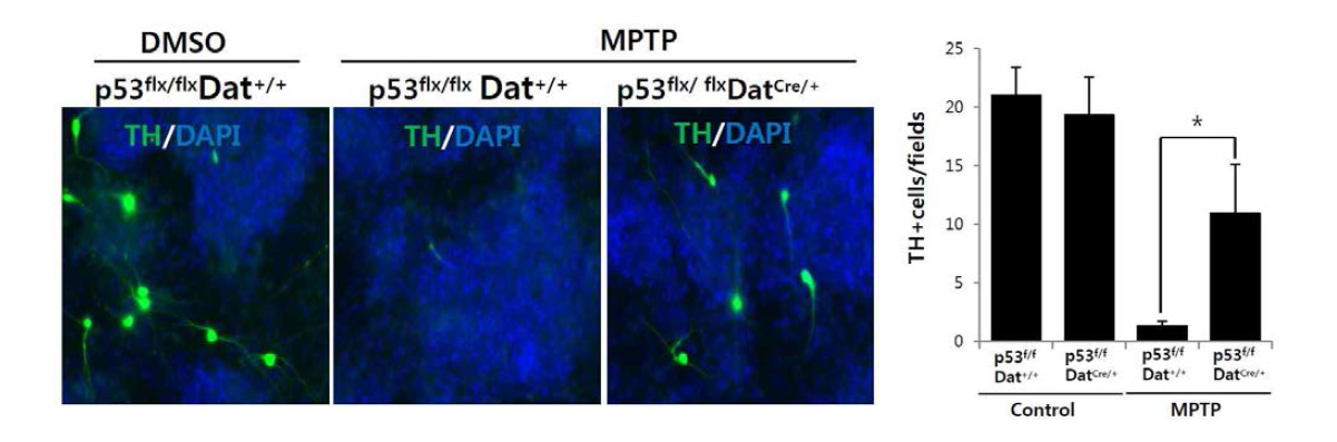 p53flox/ flox /DATCRE/ + 마우스에서 p53이 도파민 뉴런의 사멸에 관여함을 검증.
