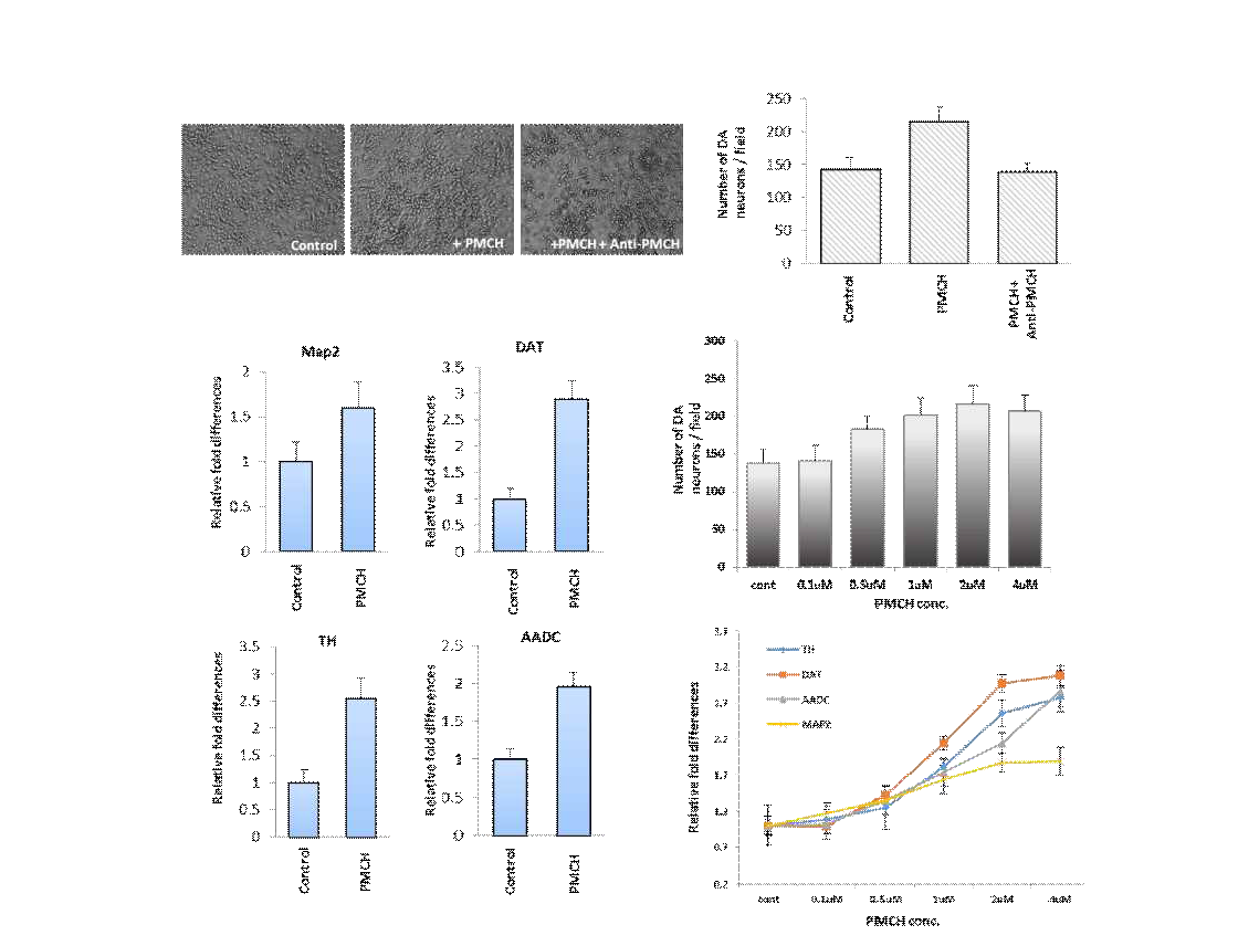pMCH 처치 후 도파민셀의 변화양상을 관찰