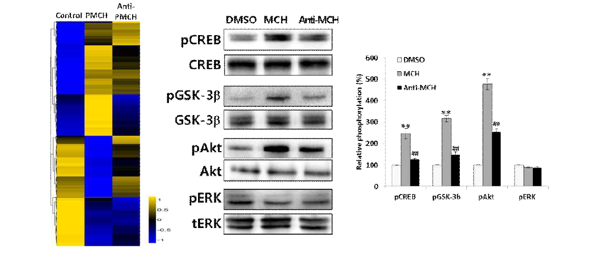 pMCH의 역할을 규명하기 위한 Microarray 실험 및 단백질 변화양상 관찰