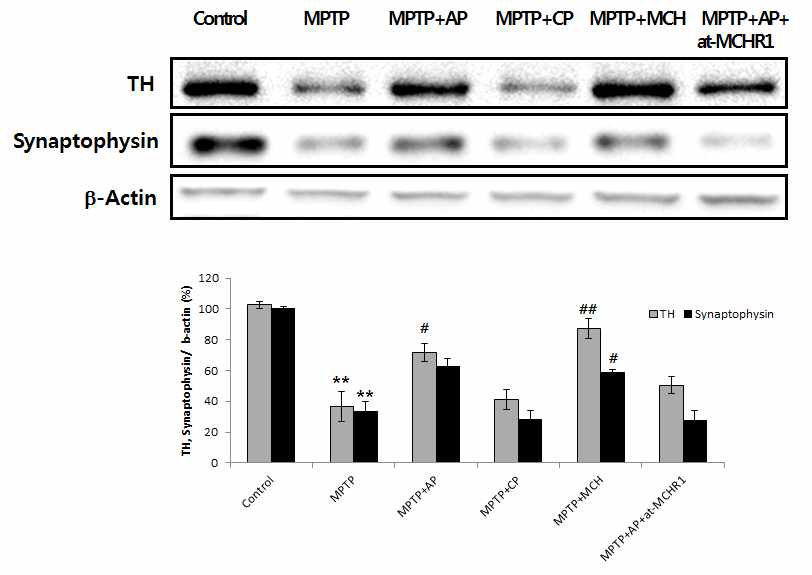 Recovered TH and synaptophysin expression by MCH treatment in the SN of MPTP treated mice.