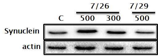 Synuclein (A53T) virus test in SH SY-5Y cells