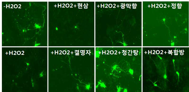 한약재와 신규 구성 처방 한약의 도파민 신경 보호 효과 관찰