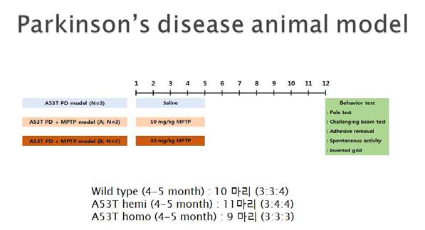 새로운 인간병태 유사 파킨슨 질병모델 실험방법