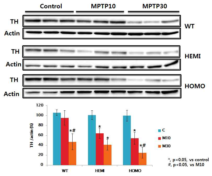 TH immunoblotting in the striatum of TG mice injected with MPTP