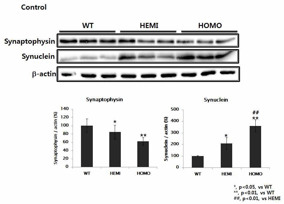 Synaptophysin and synucelin expression in the SN of synuclein Tg mice.