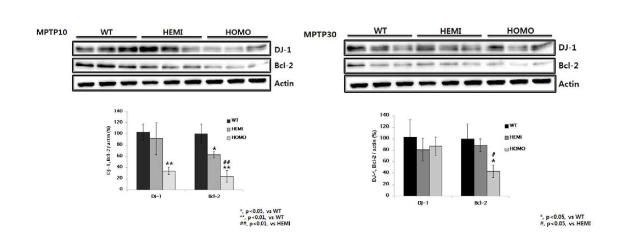 DJ-1 and Bcl-2 expression in the SN of MPTP treated synuclein Tg mice.