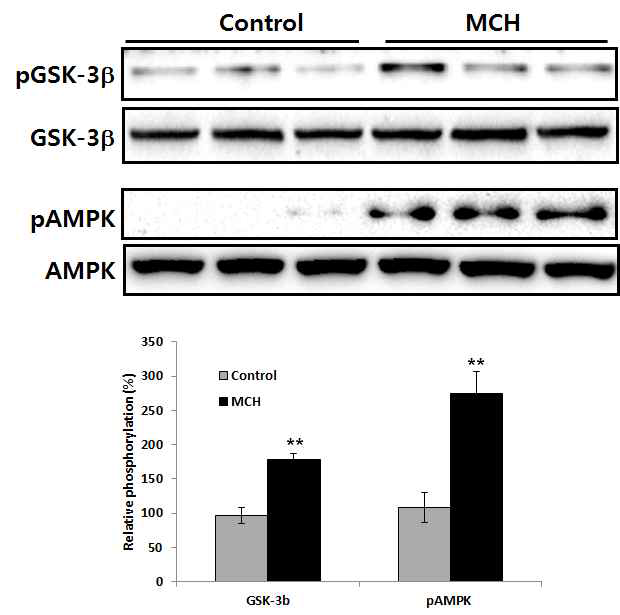 Phosphorylation of GSK3b and AMPK in the SN of MCH treated synuclein Tg mice.