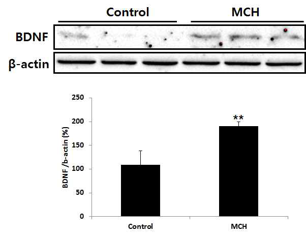 BDNF expression in the SN of MCH treated synuclein Tg mice.