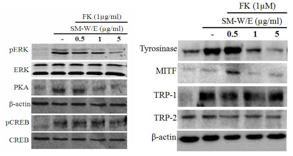 Effects of ethyl acetate fraction from Salvia miltiorrhiza Bunge extract on the melanogenesis-related proteins in HEM cell