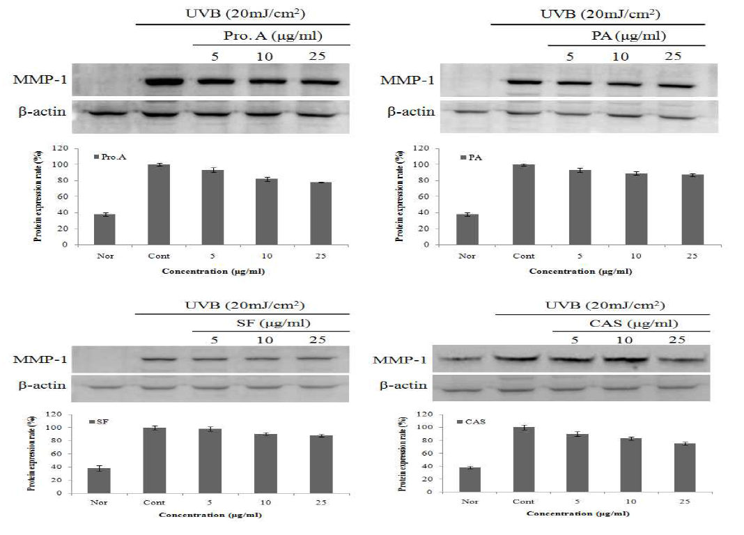 Effects of ethyl acetate fraction from Rubus coreanus seed extracts on the wrinkle-related proteins in CCD-986sk cell