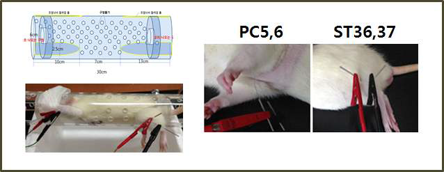쥐 심근경색 모델에서 마취 및 비마취 상태에서 족삼리(ST36)와 상거허(ST37), 내관 (PC6)과 간사(PC5) 의 전침 치료 방법