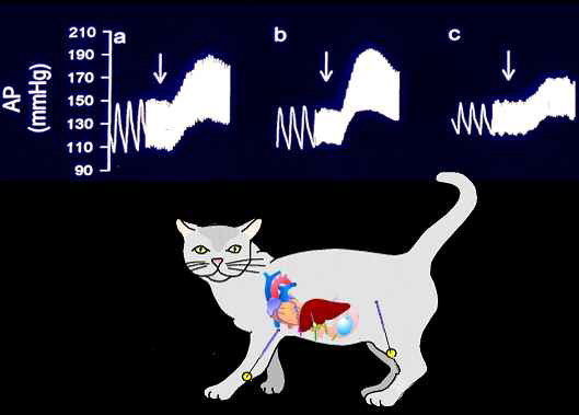 고양이의 내관혈과 족삼리혈을 자극하여 고혈압을 유발하여도 혈압이 덜 상승하는 것을 확인.