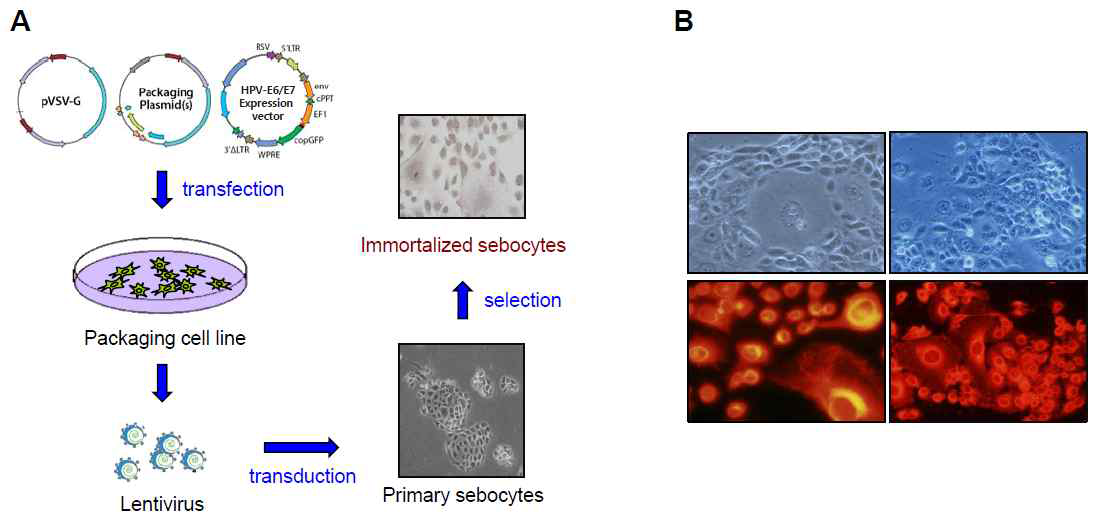 (A) Lentivirus 또는 retrovirus 제조 및 이를 이용한 피지세포 불멸화 과정. (B) 불멸화 피지세포의 모양.