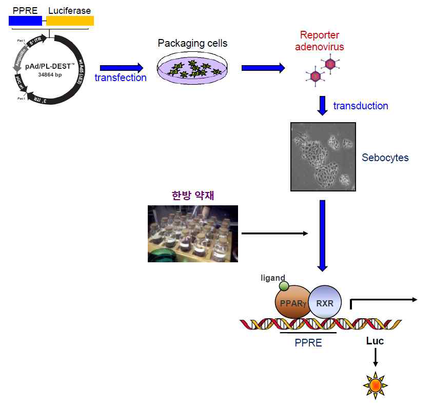 PPAR-γ reporter를 이용한 스크리닝 시스템