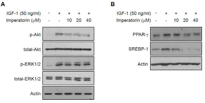 (A) IGF-1에 의한 신호전달계 활성에 미치는 imperatorin의 영향. (B) IGF-1에 의한 전사조절인자 증가에 미치는 imperatorin의 영향