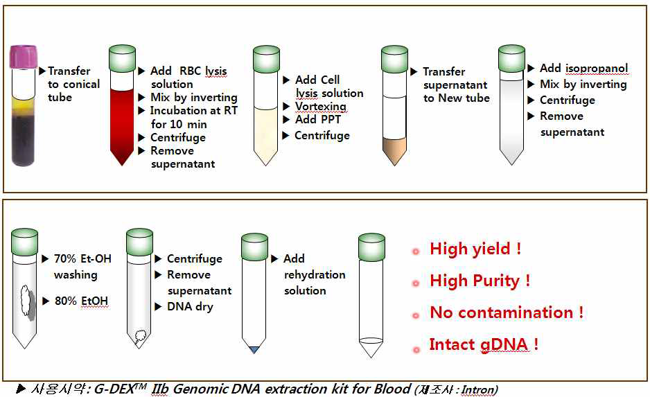 Genomic DNA 추출 방법