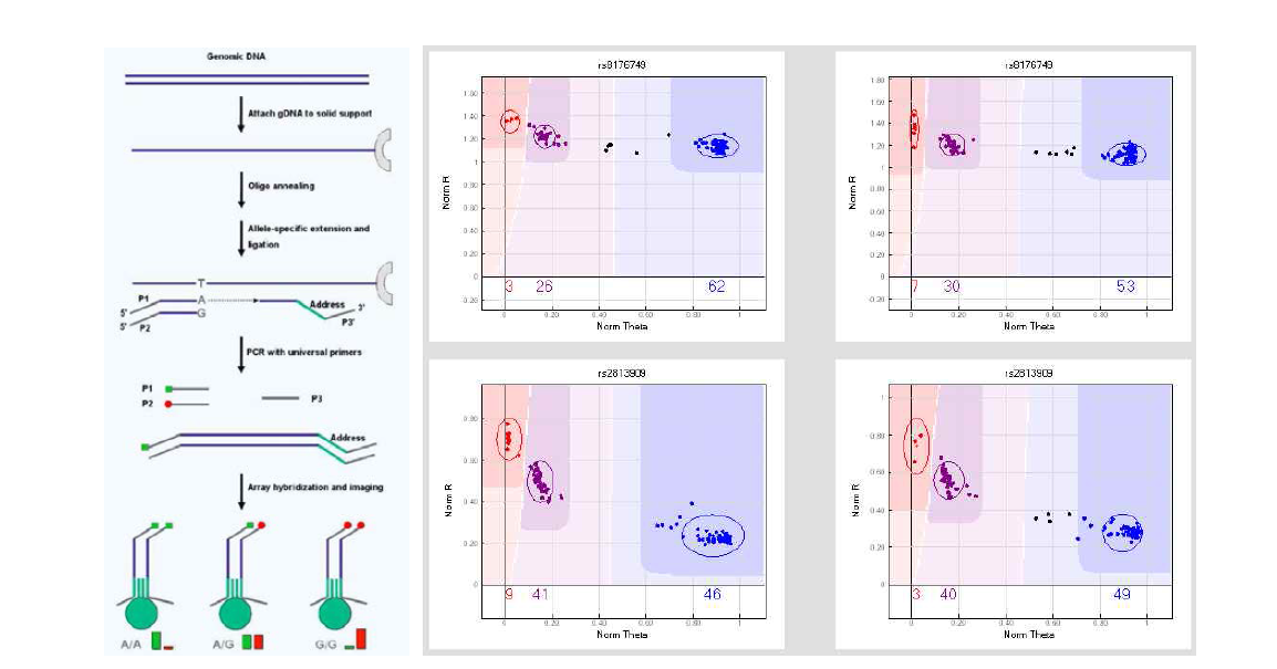 GoldenGate assay 원리 및 clustering 결과