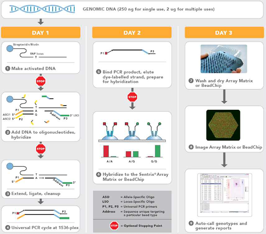 Illumina VeraCode Goldengate Genotyping Workflow