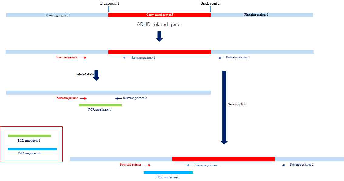 Schematic representation for identification of CNV on the candidate gene.