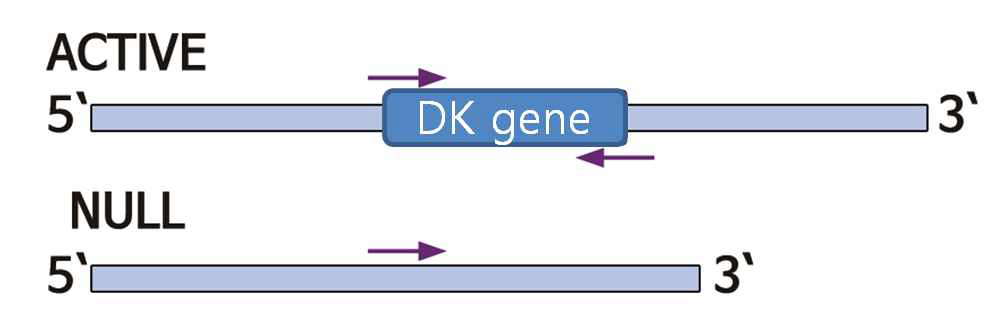 Scheme of detection for DK3/DK4 in/del polymorphisms