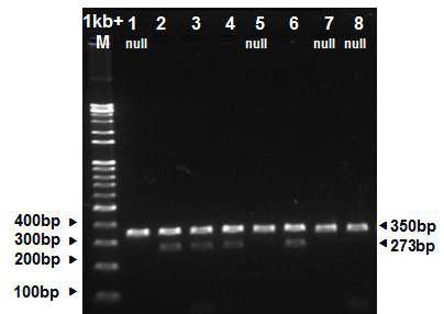 Result of genotyping for the DK3 null and present alleles