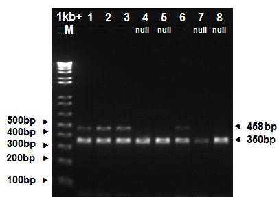 Result of genotyping for the DK4 null and present alleles