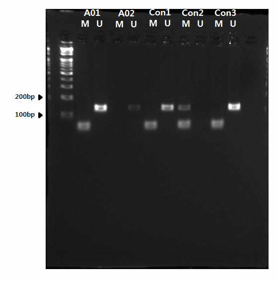 Representative results of the methylation analyses of the DRD1 promoter.