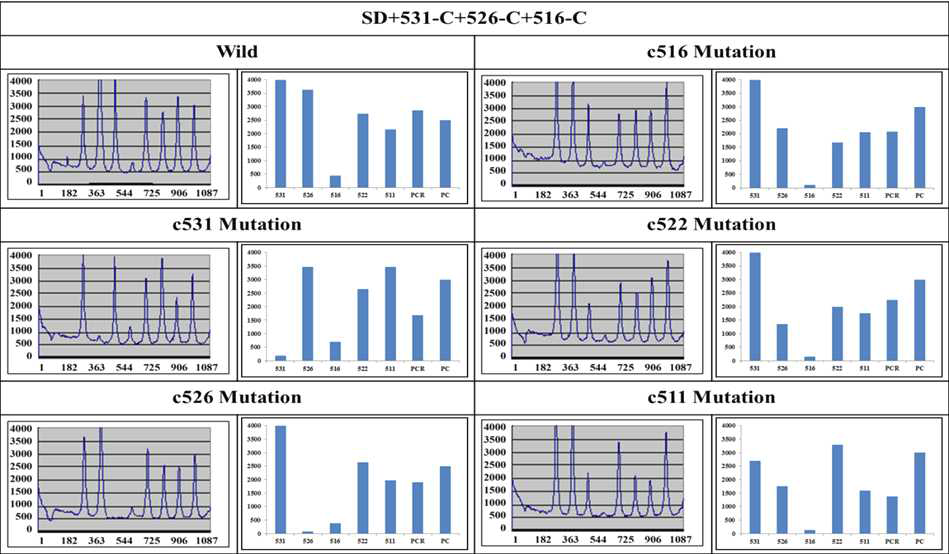 Hybridization of the Cy5 ssDNA of the wild and mutant strains with the immobilized probes in presence of SD+531-C+526-C+516-C