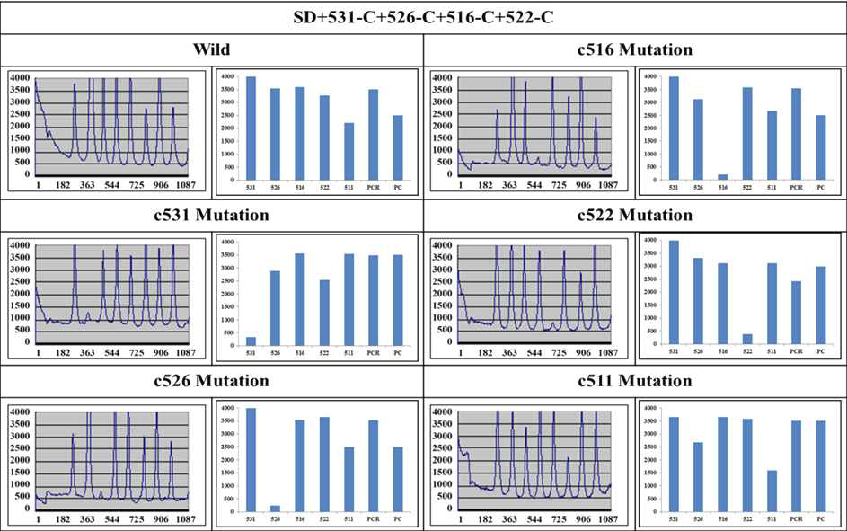 Hybridization of the Cy5 ssDNA of the wild and mutant strains with the immobilized probes in presence of SD+531-C+526-C+516-C+522-C