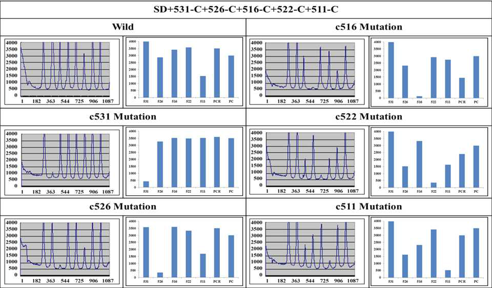 Hybridization of the Cy5 ssDNA of the wild and mutant strains with the immobilized probes in presence of SD+531-C+526-C+516-C+522-C+511-C