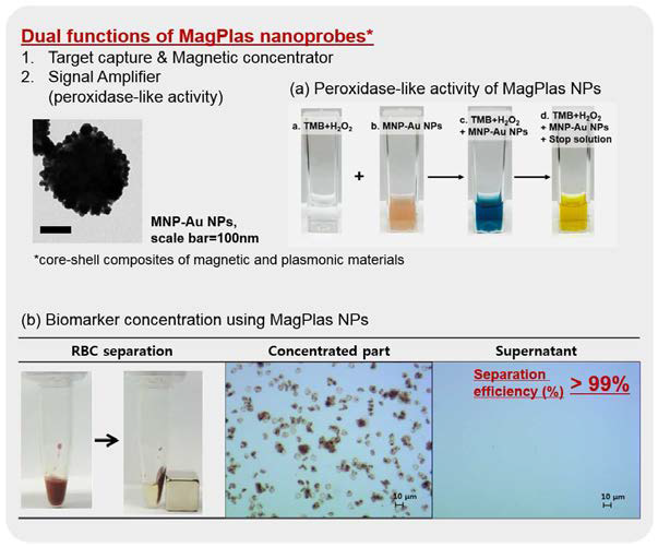 마그네토플라즈모닉 나노프로브의 효율적인 바이오마커 농축 및 유사효소 활성 (a) 마그네토플라즈모닉 나노입자의 유사 과산화 효소활동 (Peroxidase-like activity) (b) 마그네토플라즈모닉 나노입자를 이용한 혈액에서의 적혈구 포집