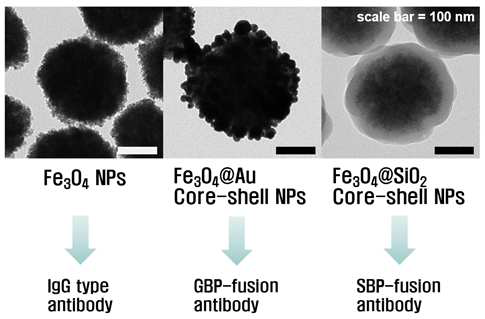 개발된 자기분리용 자성나노입자 및 다양한 항체의 접합에 대한 개념도