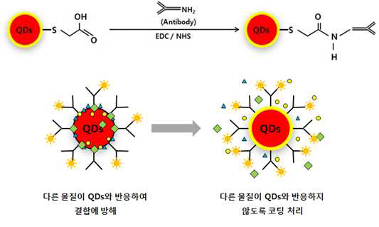 CdTe QDs와 항체 결합의 비 특이적 반응에 대한 모식도