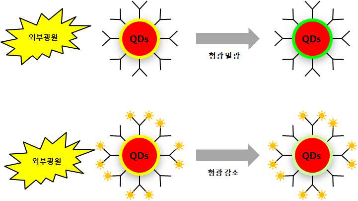 QDs와 항체의 결합으로 인한 형광세기 변화를 나타낸 모식도