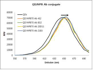 CdTe QDs와 MPB70 항체와의 결합에 따른 형광 파장의 변화