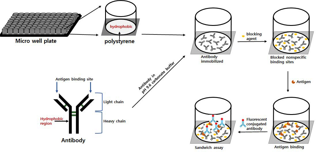 Polystyrene micro plate를 이용한 sandwich assay 모식도