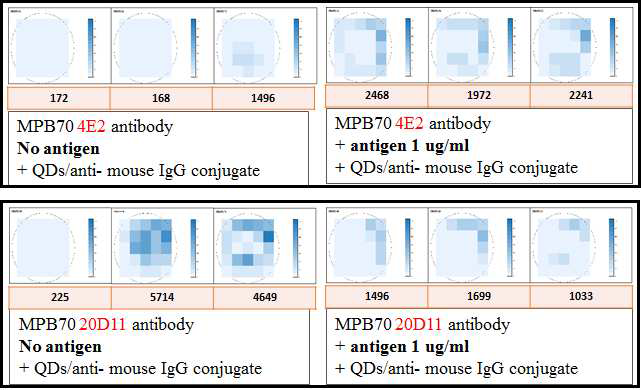 Area scan을 통한 MPB70 4E2 항체와 20D11항체의 항원 결합력 및 비 특이적 결합유무 확인을 위한 측정 결과