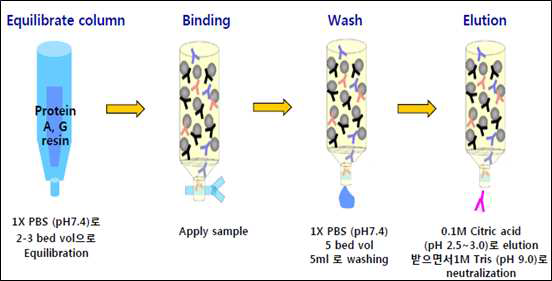 Protein G resin이 충전 된 column을 이용한 항체 정제의 모식도