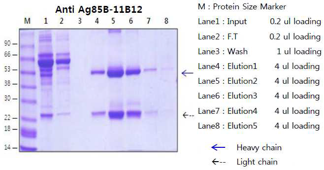 Anti-Ag85B-11B12의 정제 SDS-PAGE