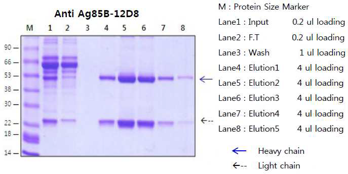 Anti-Ag85B-12D8의 정제 SDS-PAGE