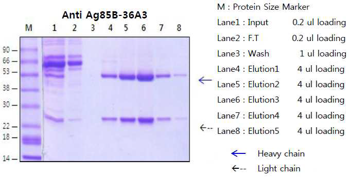 Anti-Ag85B-36A3의 정제 SDS-PAGE