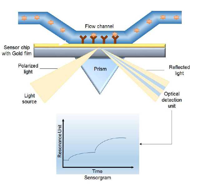 센서칩 표면에 고정 된 물질에 의한 SPR의 sensorgram 측정 원리