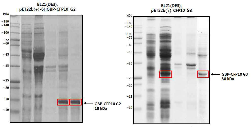 GBP-CFP 10 group2와 group3의 생산과 정제를 SDS-PAGE를 통하여 확인