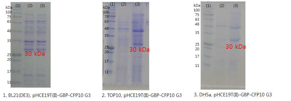 여러 가지 균주에서의 GBP-CFP10 group3의 발현을 SDS-PAGE로 확인
