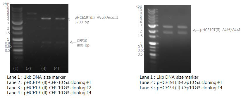 GBP로부터 분리된 anti-CFP10 group3 유전자와 삽입할 pHCE19T(Ⅱ) 벡터 agarose gel 전기영동을 통해 확인(좌), 유전자 조작 후 제한효소를 이용하여 agarose gel을 통해 확인(우)