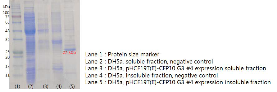 Anti-CFP10 group3의 발현을 SDS-PAGE를 통해 확인
