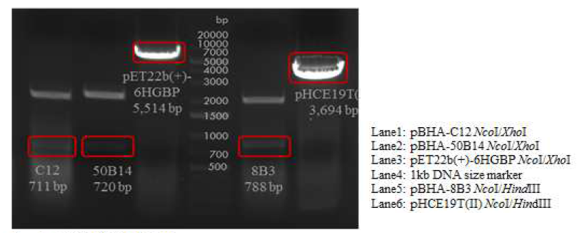 GBP-anti-Ag85 C12, GBP-anti-Ag85 50B14 그리고 anti-Ag85 8B3의 융합항체단백질 클로닝