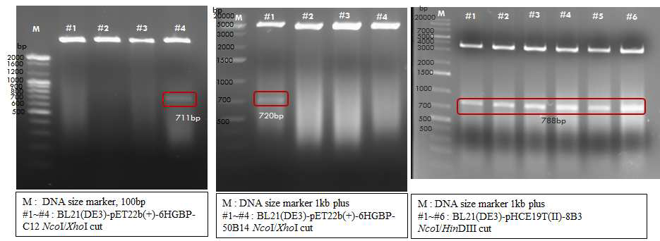 다른 위치의 제한효소를 이용하여 재조합 단백질의 클로닝 여부 확인