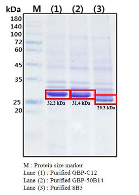 GBP-C12, GBP-50B14 그리고 8B3 재조합 단백질의 생산과 정제를 SDS-PAGE를 통하여 확인